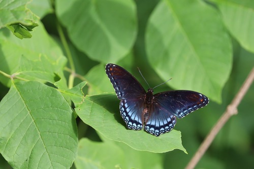 A vibrant Red-spotted Purple butterfly, with its dark iridescent wings displaying bright blue inner bands and red spots on the hindwings, perches delicately on a fresh green leaf under the sunlight in Great Falls Park, Virginia. The background is softly blurred green foliage.