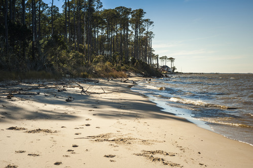 Sandy beach with water and trees