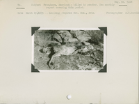 hfca_1607_iva_013_10_008_5228_a. Pronghorn, American- killed by poacher. See monthly report covering this period.. Locality: Wupatki National Monument, Arizona. Negative #: 5228