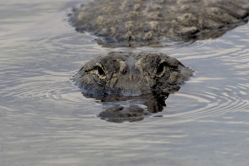 A half-submerged Alligator looking straight into the camera