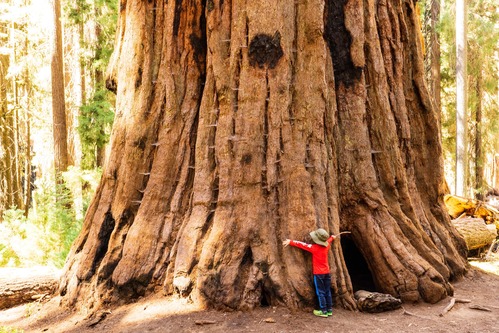 a small child hugs an enormous reddish tree