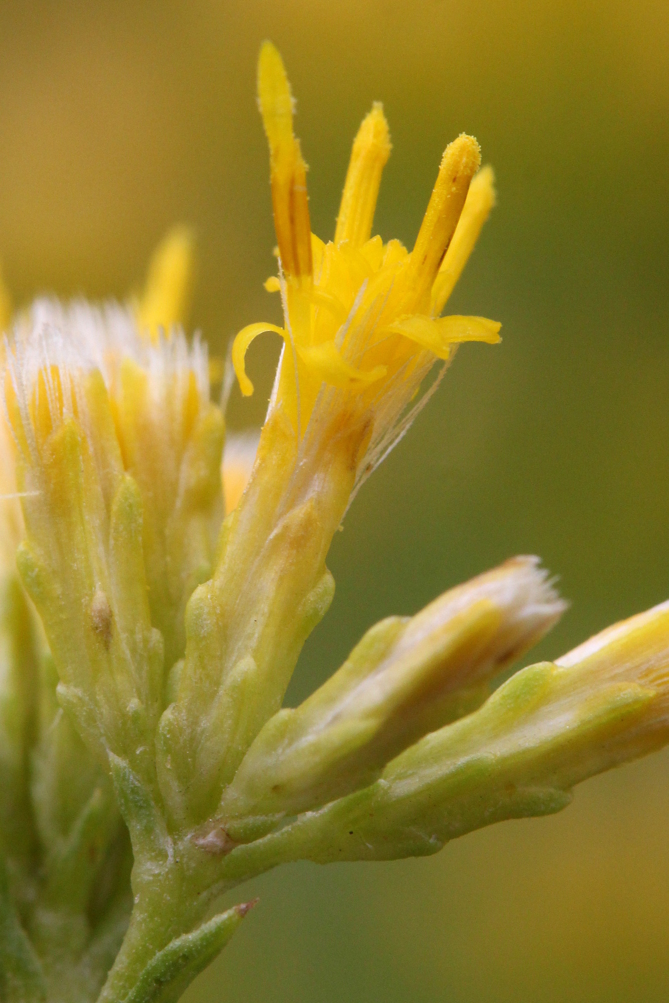 Chrysothamnus viscidiflorus var. puberulus, Puberulent rabbitbrush