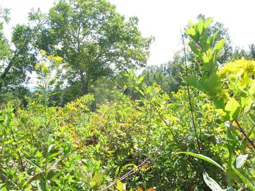 GRSM Accuracy Assessment. Plot Code: GRSM_AA_0780_4