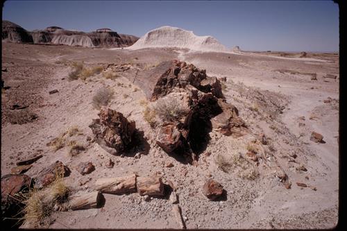 Petrified Wood at Petrified Forest National Park, Arizona