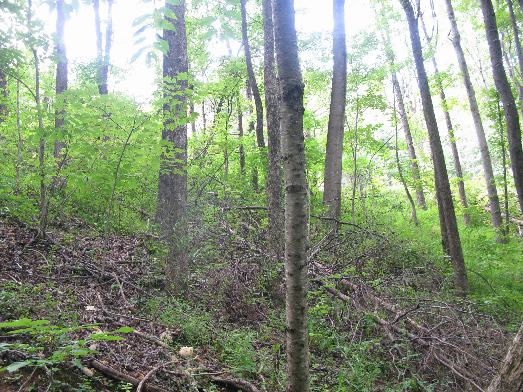 GRSM Accuracy Assessment. Plot Code: GRSM_AA_0706_2