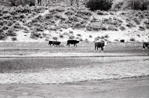 BW photo of the 1937 grazing study 35MM. Cows grazing in Hop Valley.