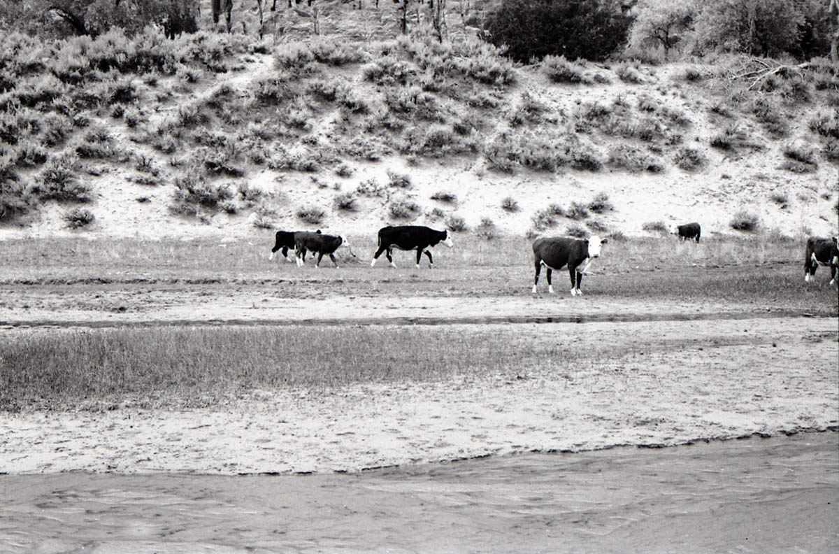 BW photo of the 1937 grazing study 35MM. Cows grazing in Hop Valley.