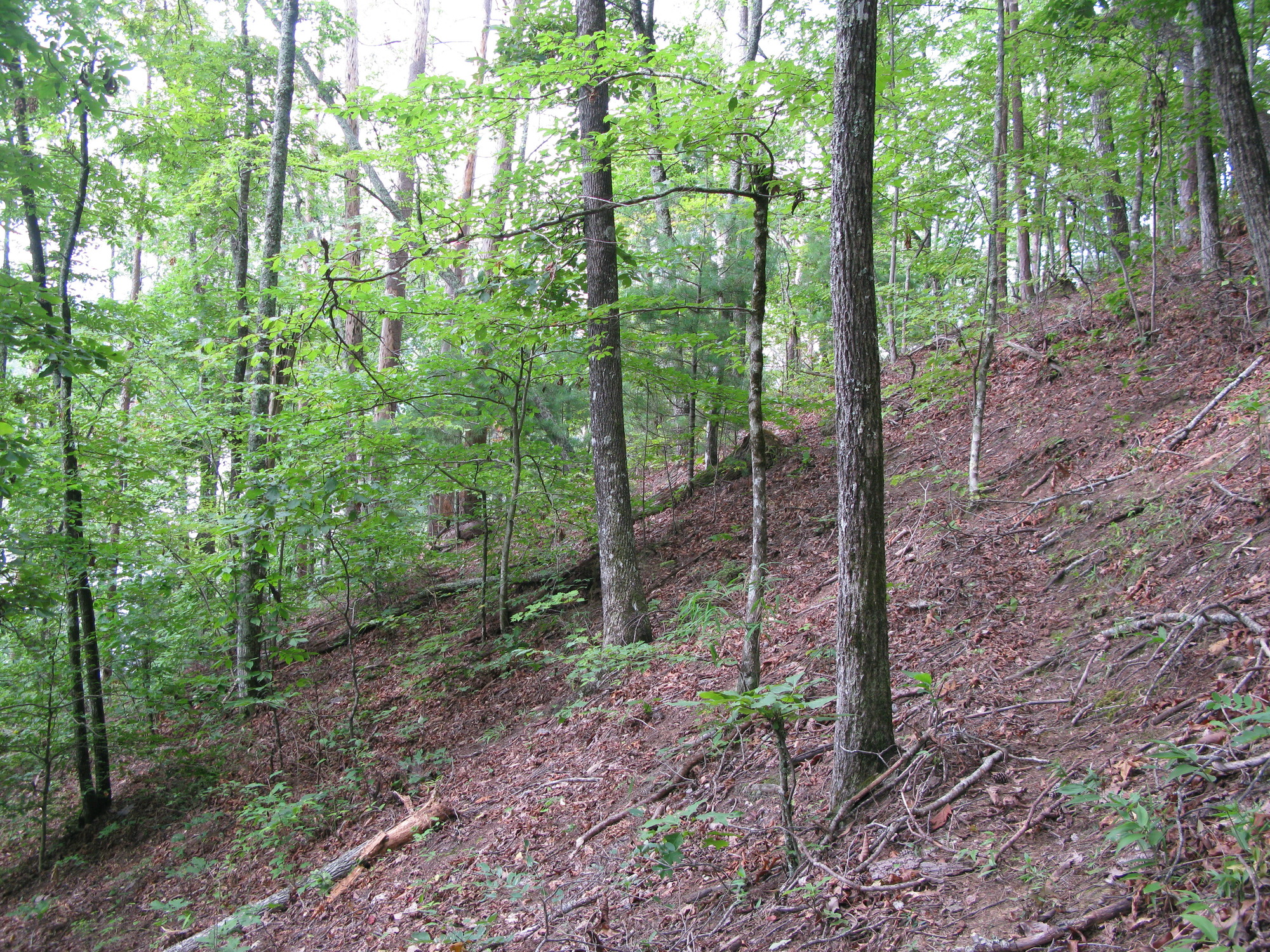 GRSM Accuracy Assessment. Plot Code: GRSM_AA_0328_6