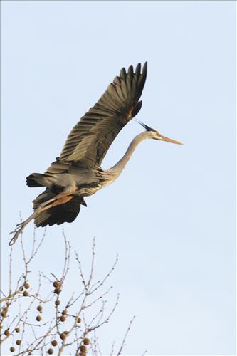 Great blue heron in Cuyahoga Valley National Park
