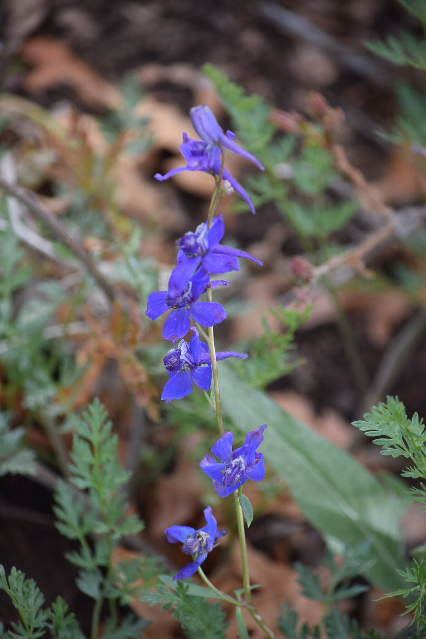 A purple flower growing horizontally with a long thin stem