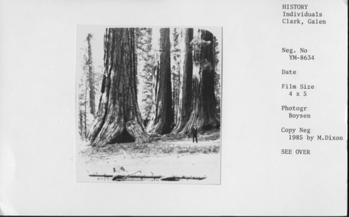 Copy Neg: 1985 by Michael Dixon. Detail of stereograph of Galen Clark standing in Mariposa Grove.