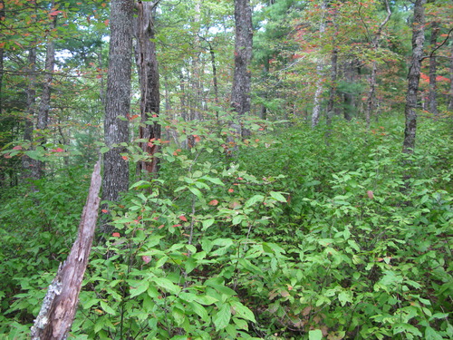 GRSM Accuracy Assessment. Plot Code: GRSM_AA_0601_2