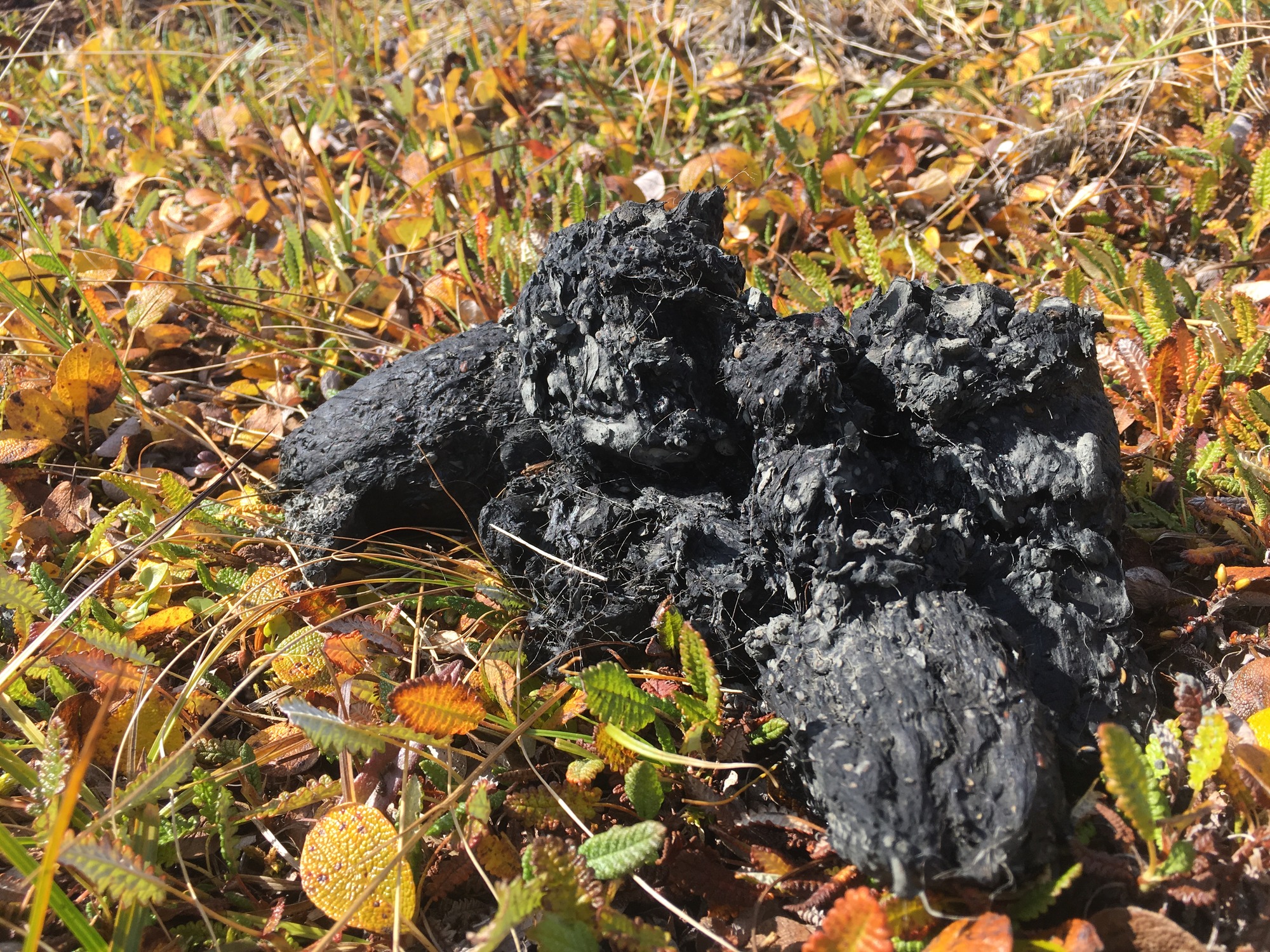 dark black bear poop