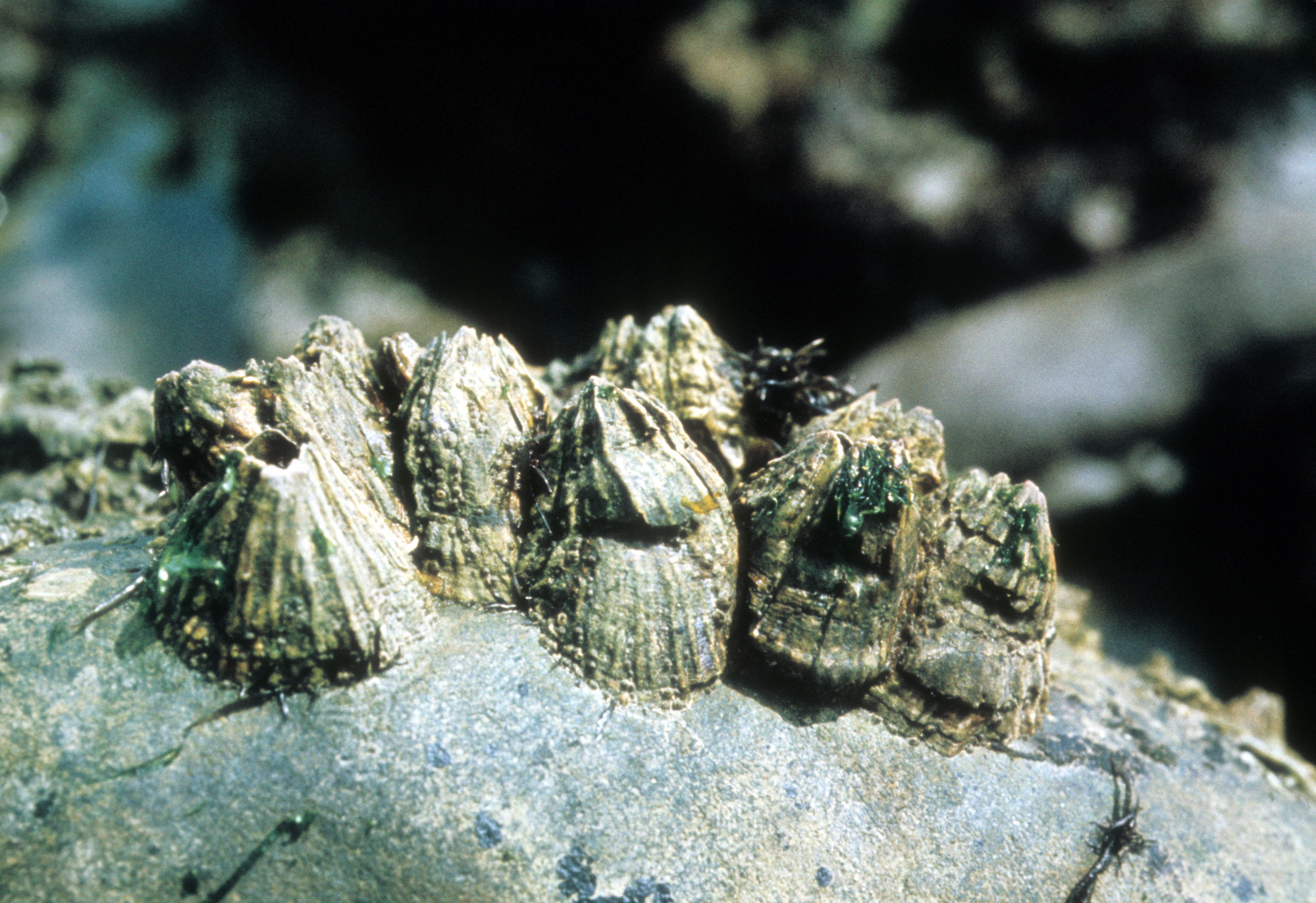 Barnacles
