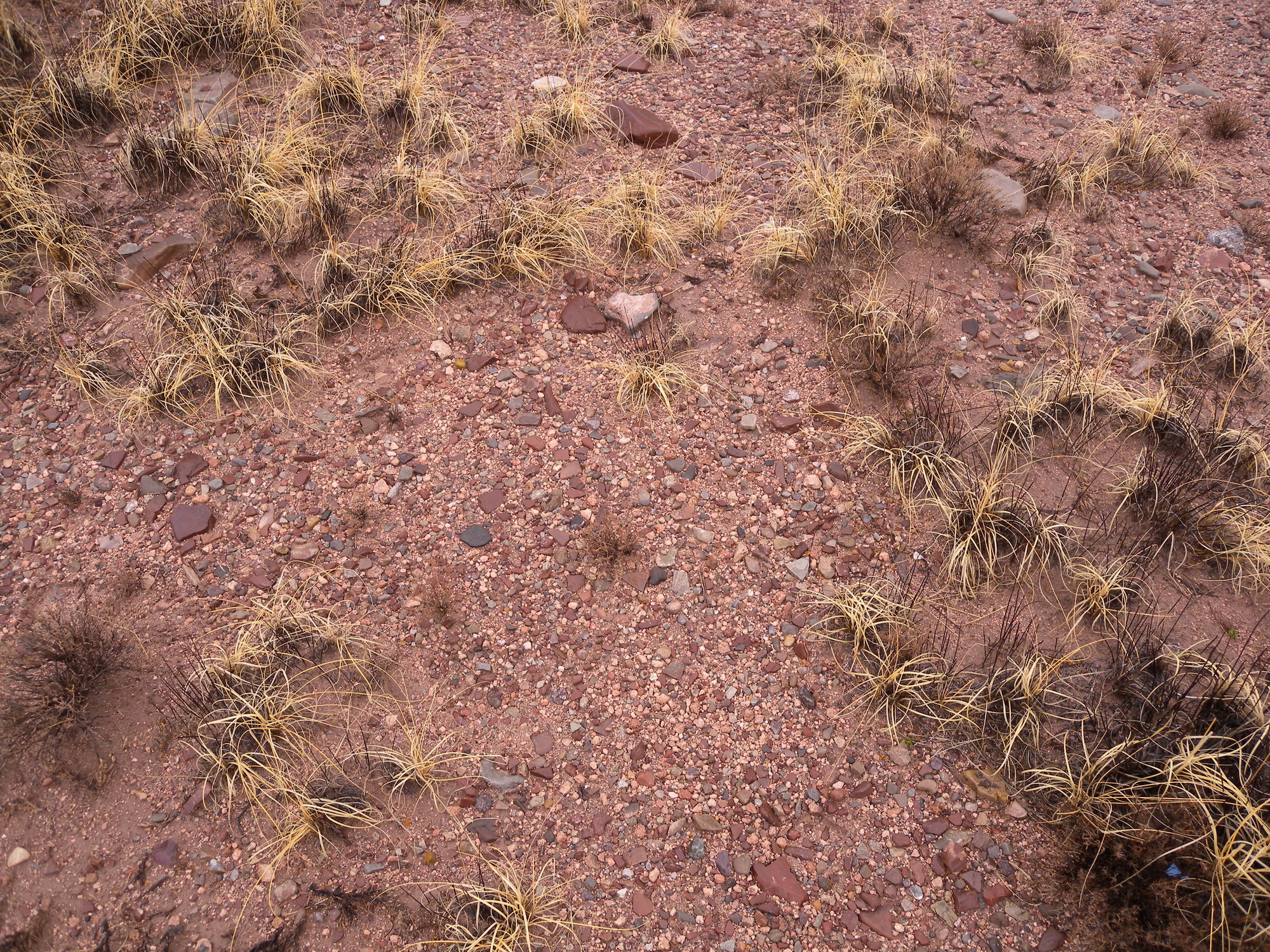 A small patch of dry grass on the ground.