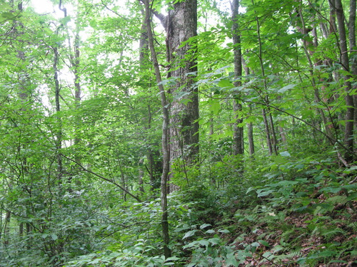 GRSM Accuracy Assessment. Plot Code: GRSM_AA_0914_6