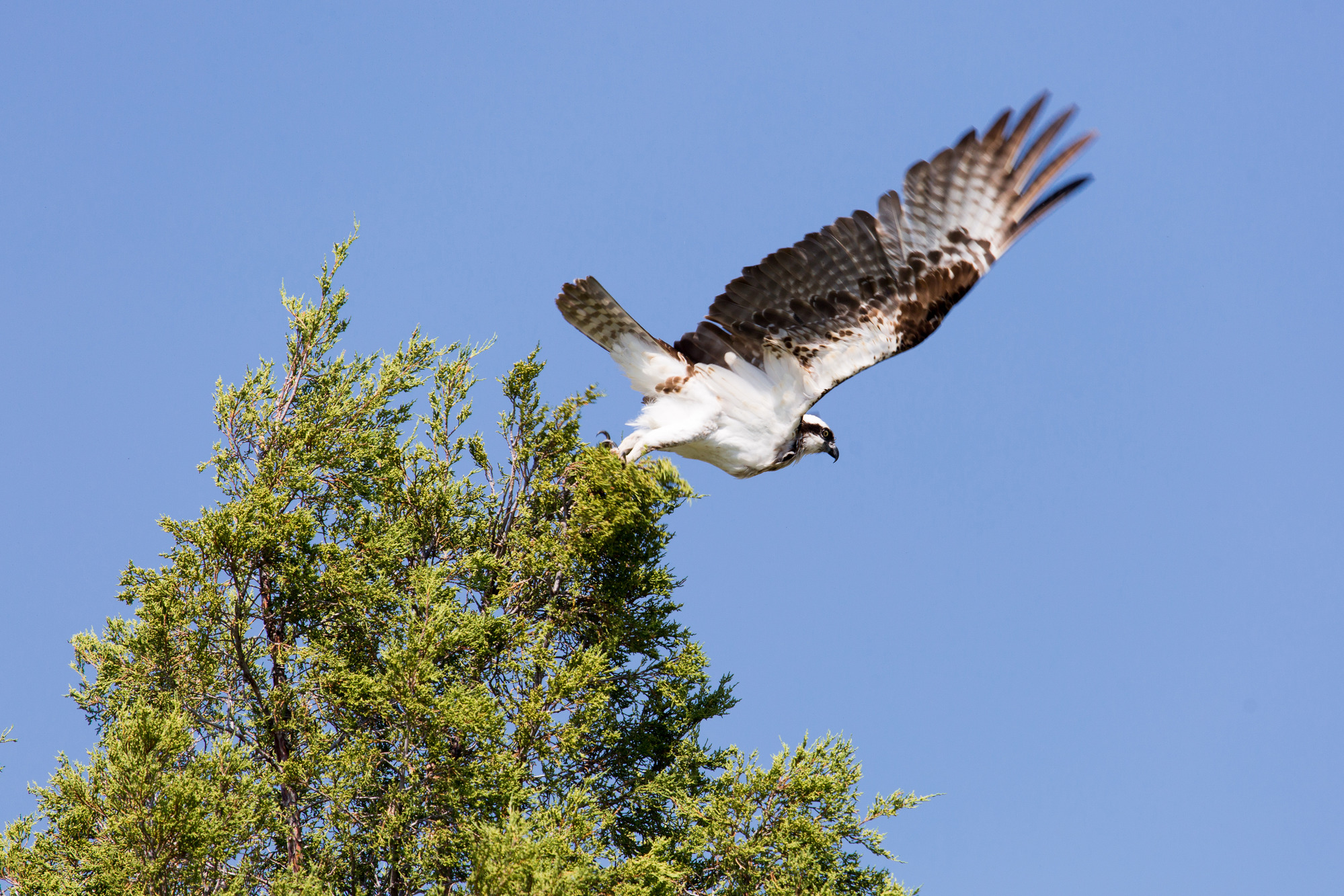 Osprey taking flight