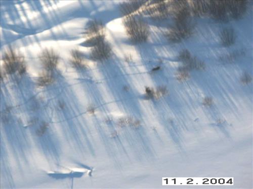 4 Gates of the Arctic National Park and Preserve Koyukuk Moose Survey 2004