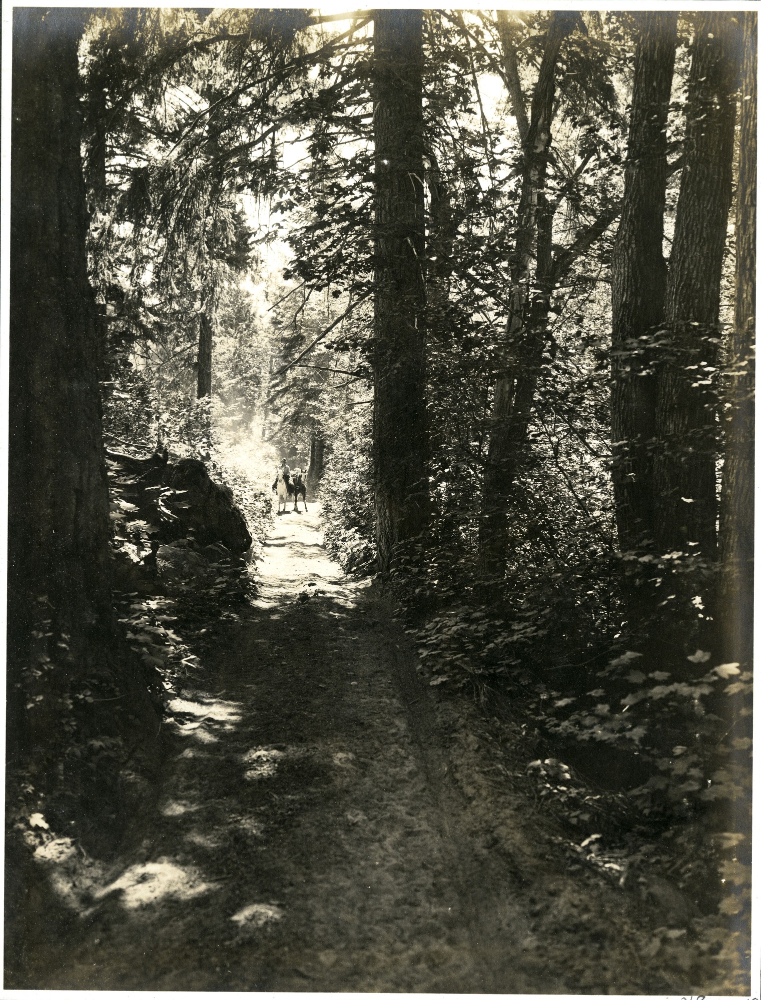 A horseback rider and pack horse coming through forest on dirt two-track lane.