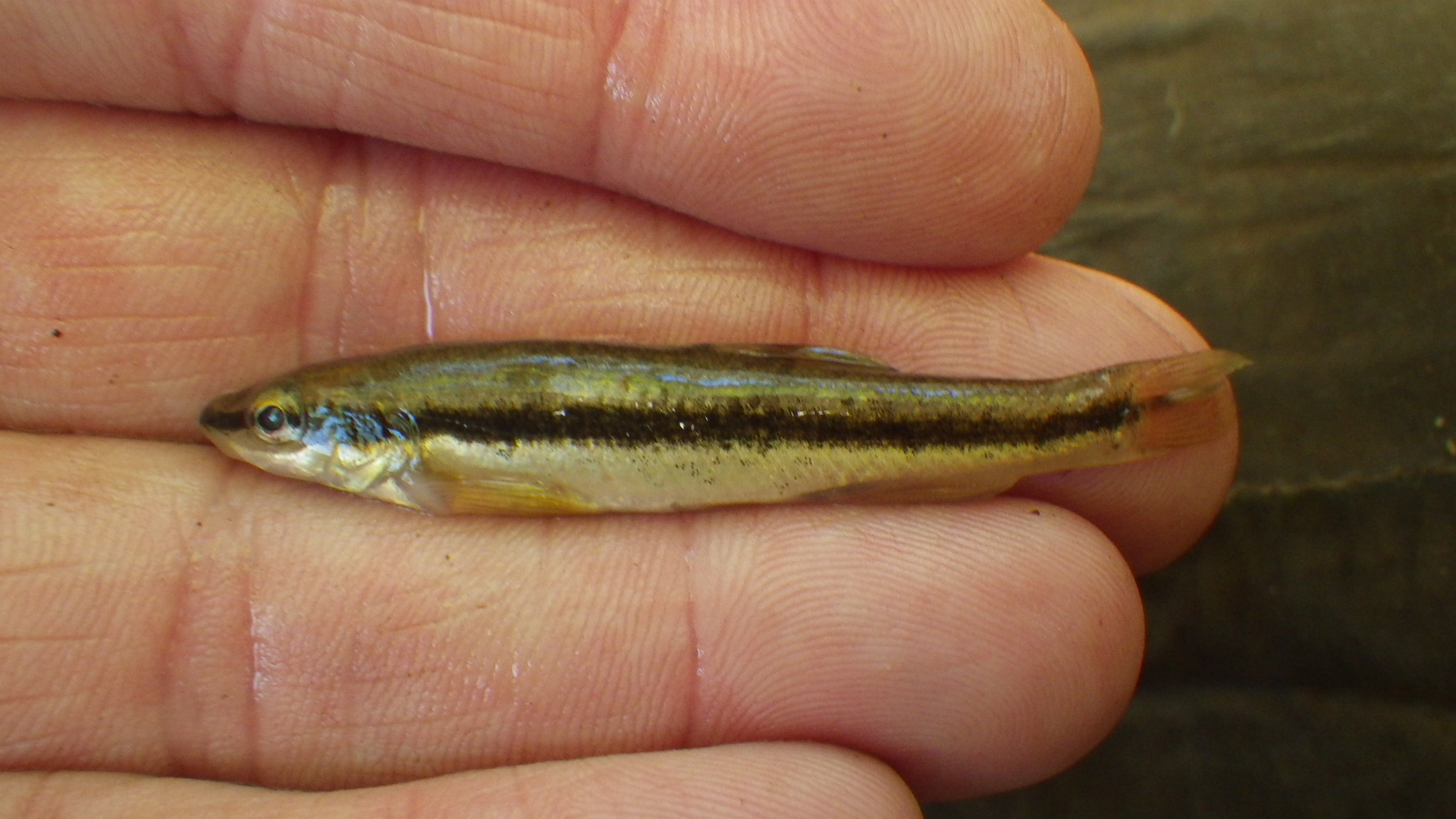 A hand holds a small black nose dace, which is the size of a minnow. 