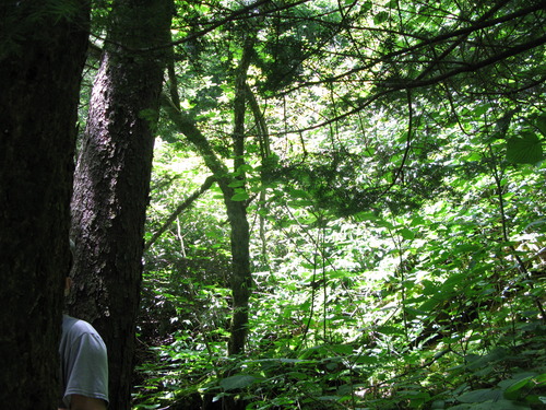 GRSM Accuracy Assessment. Plot Code: GRSM_AA_0928_5