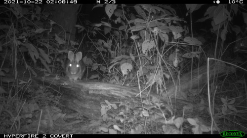 a small rabbit sits on a tree log in a night photo.