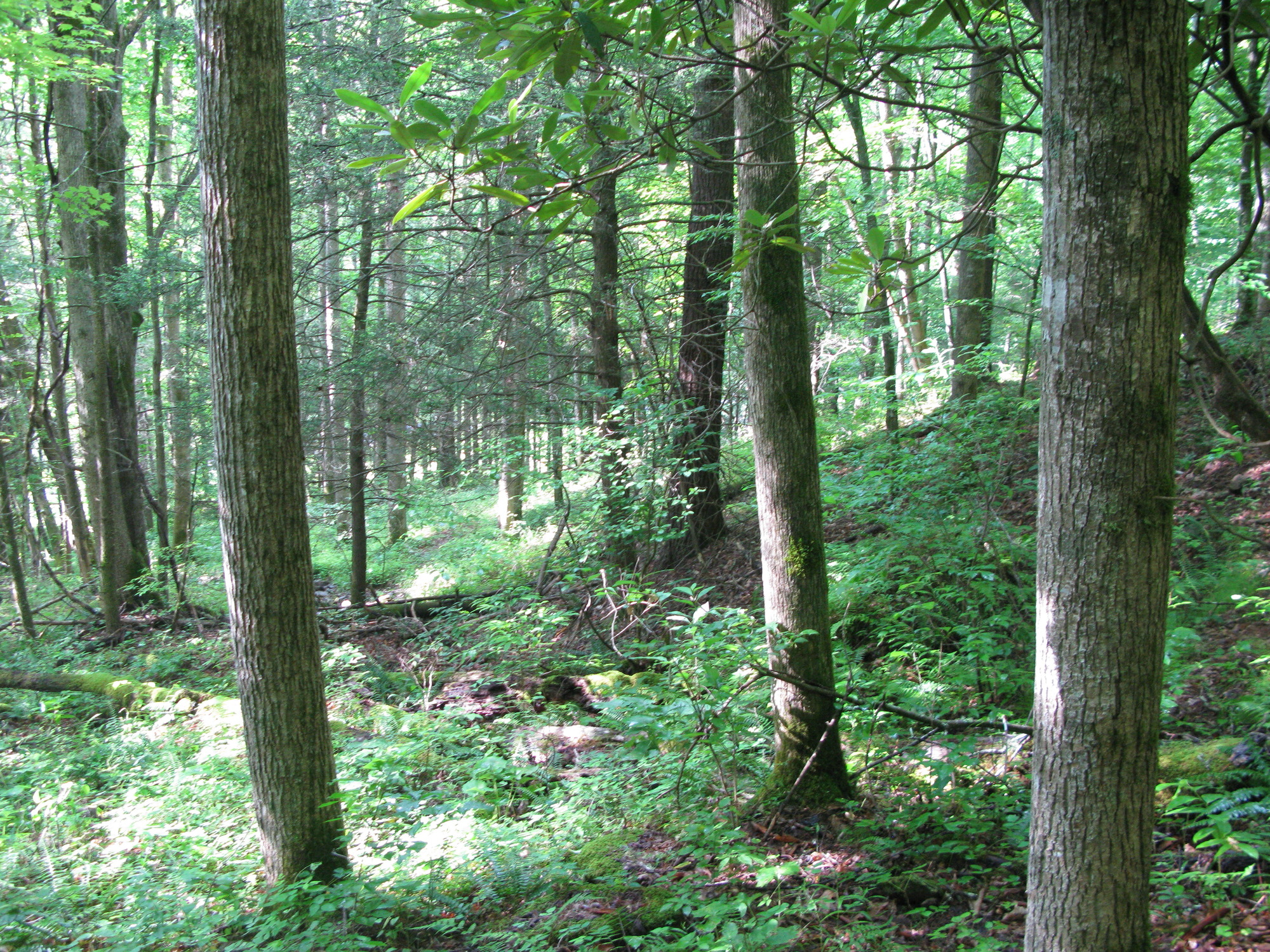 GRSM Accuracy Assessment. Plot Code: GRSM_AA_0139_4