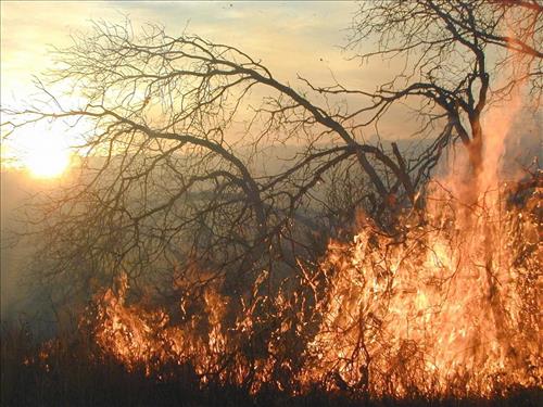 High intensity flames in dense brush during Far View prescribed fire, November 2001