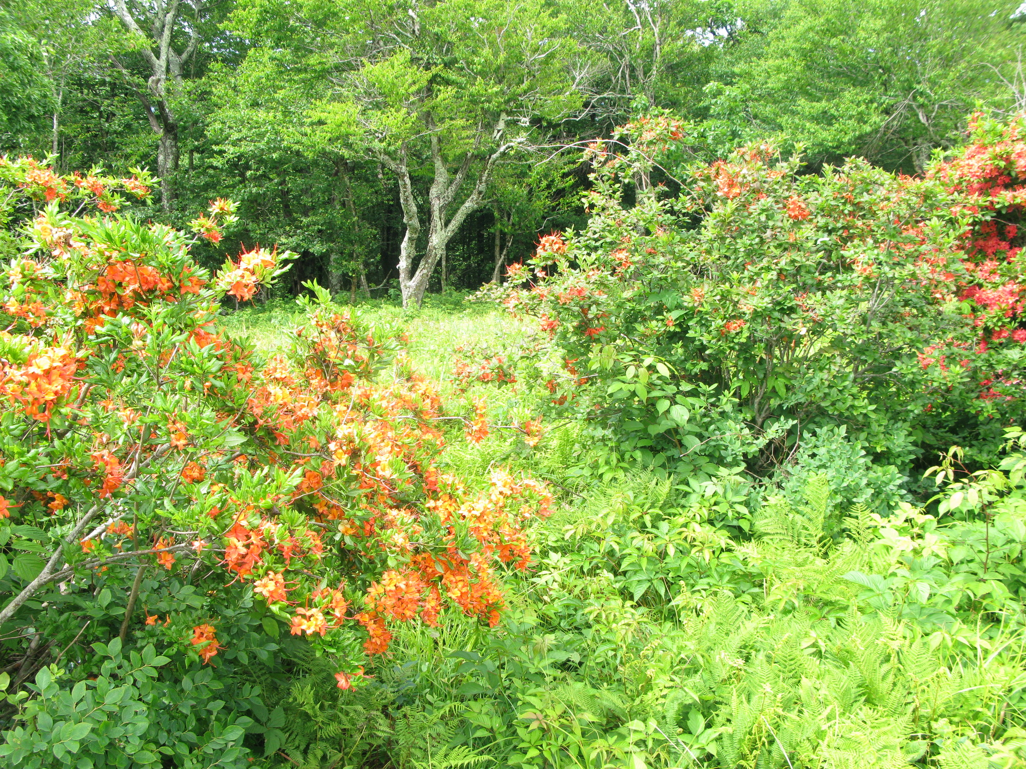 GRSM Accuracy Assessment. Plot Code: GRSM_AA_0873_2