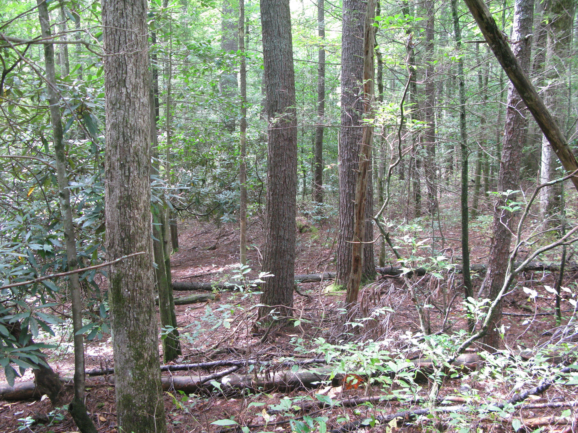 GRSM Accuracy Assessment. Plot Code: GRSM_AA_0411_6