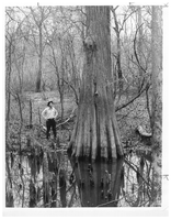 A man with hands on his hips and hat staring upward at a large bald cypress tree growing in calm water during winter.