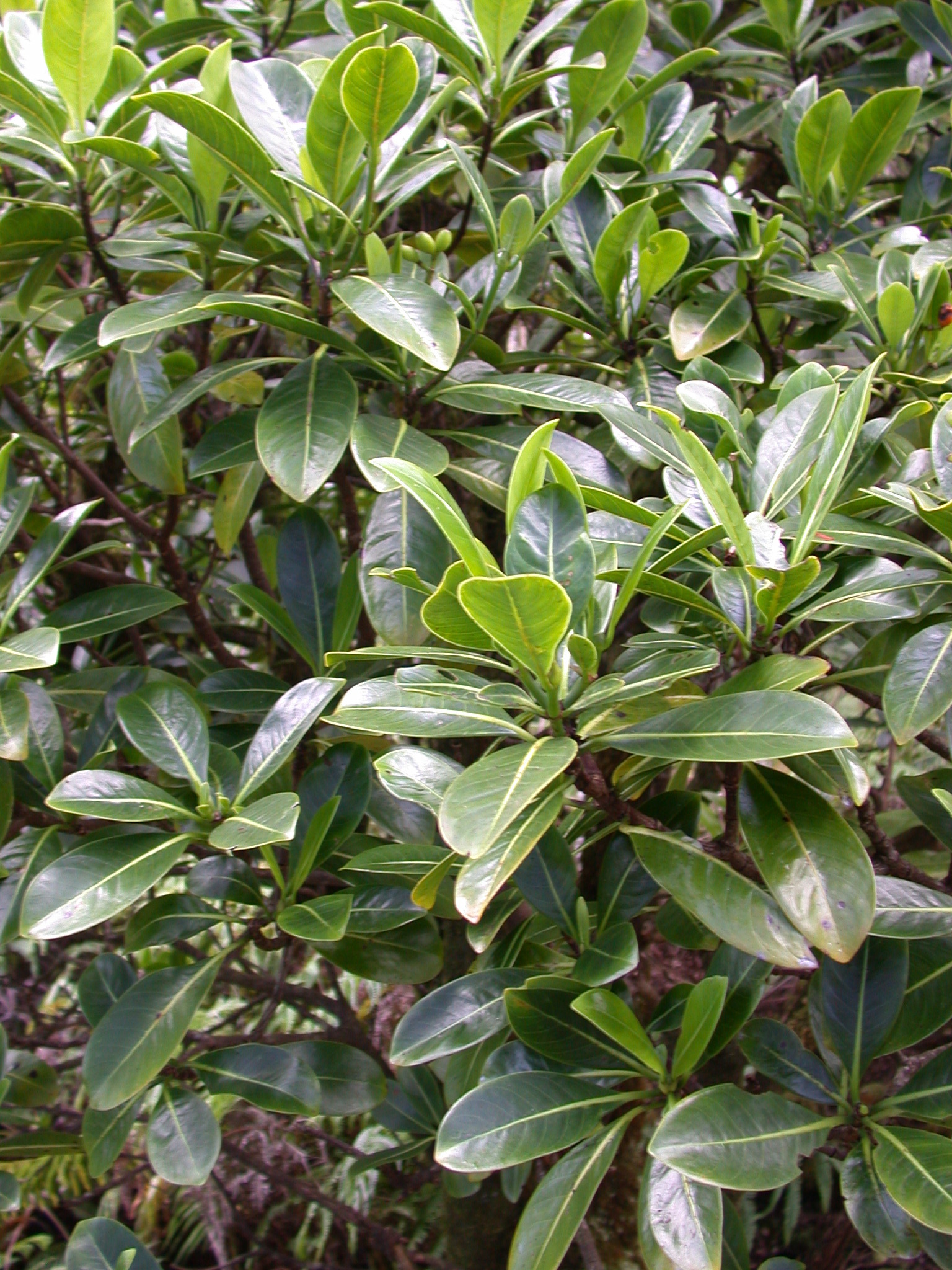 Leaves and branches. 