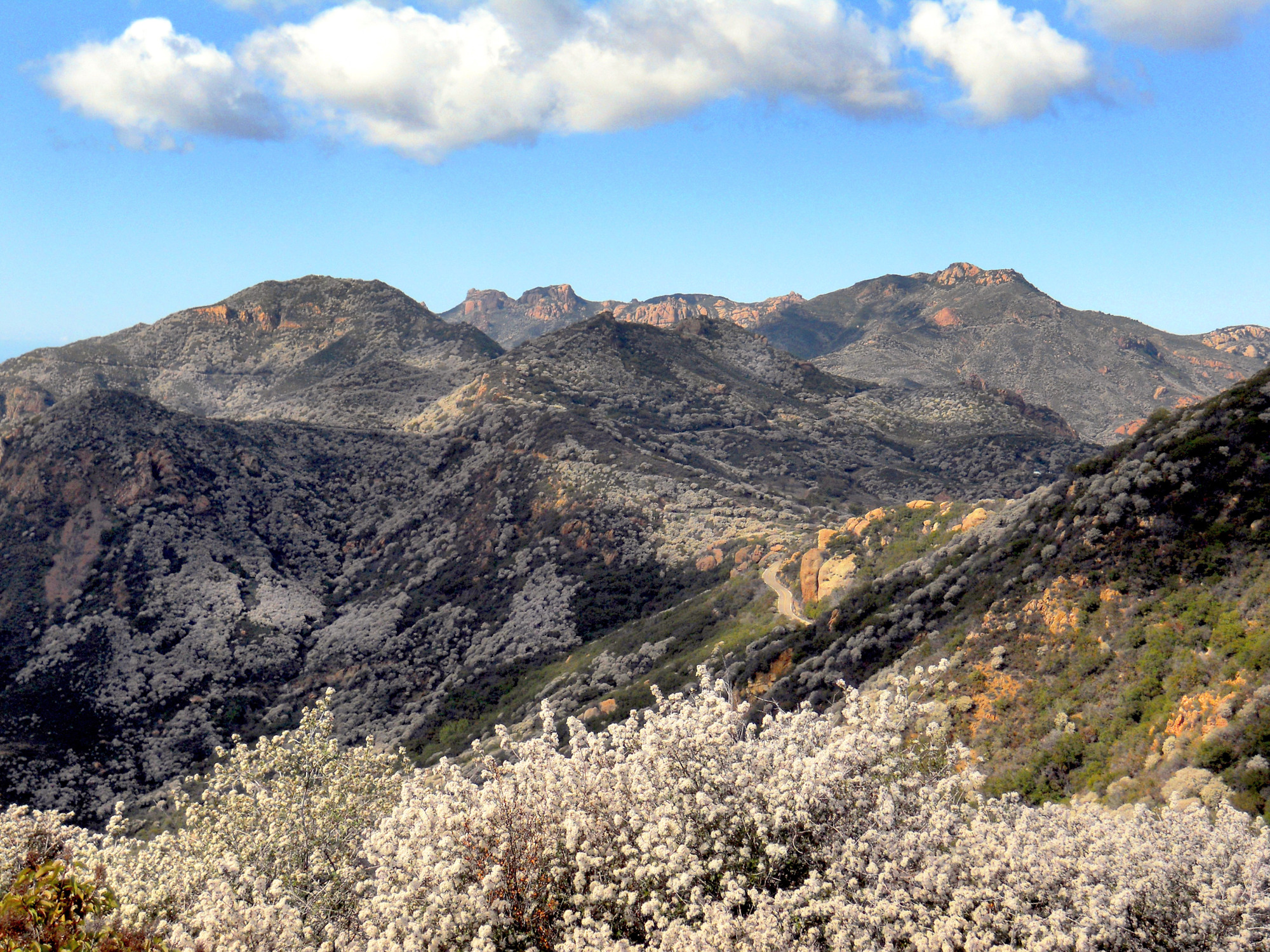 View across a mountainous landscape covered in the white blooms of ceanothus shrubs