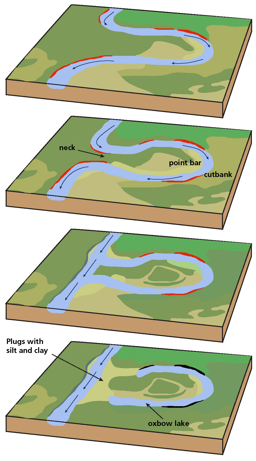 Evolution of a meandering stream includes the following: (1) stream channel within meander belt; (2) development of a nearly closed meander loop; (3) high water flowing across the neck of loop, making a cutoff; (4) deposition of sediment sealing the loop and creating an oxbow lake. 