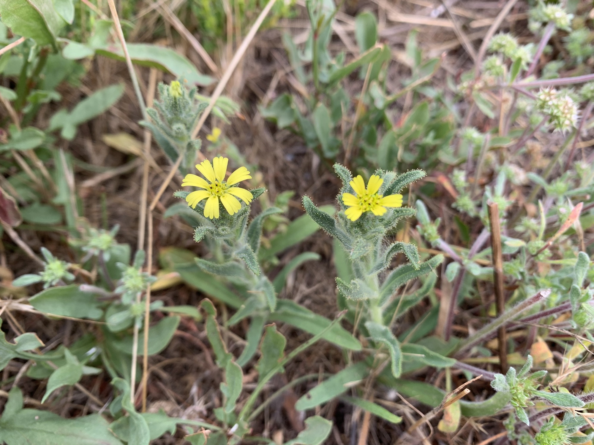 Two coast tarweed plants, each with a single yellow flower blooming. One flower has eight evenly spaced petals while the other has only six petals visible. Each petal has an outer edge with three lobes. The center disc flowers appear as yellow and brown specs. Green elongated leaves extend from closely to the stem. The leaves are covered heavily with white sticky hairs.