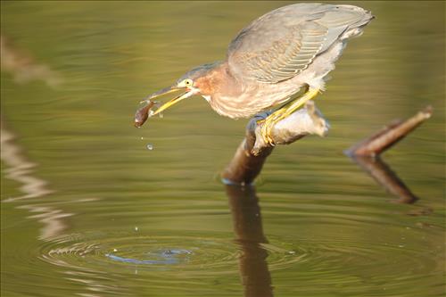 Green heron in Cuyahoga Valley National Park