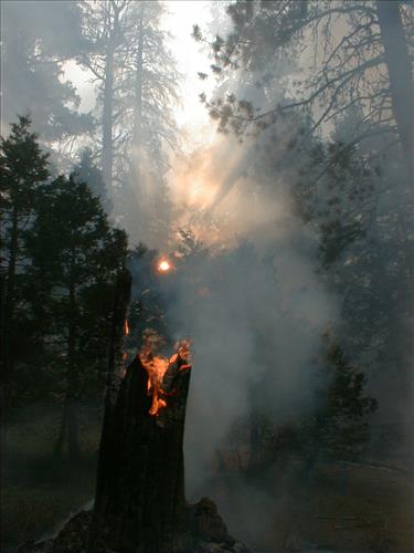 Buena Vista prescribed fire, Sequoia and Kings Canyon National Parks, summer 2004