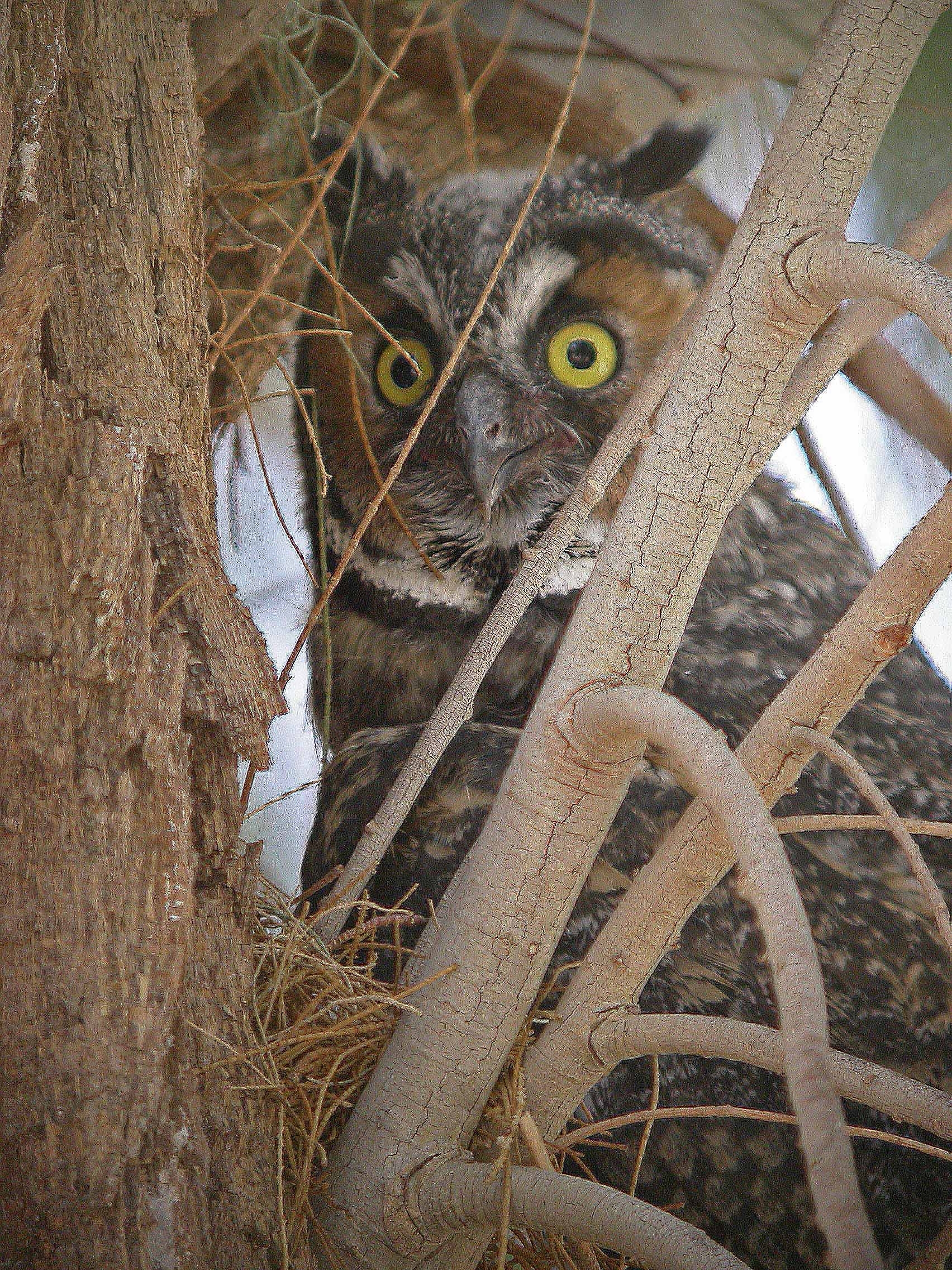 A large long-eared owl juvenile in a tree, surrounded by branches.