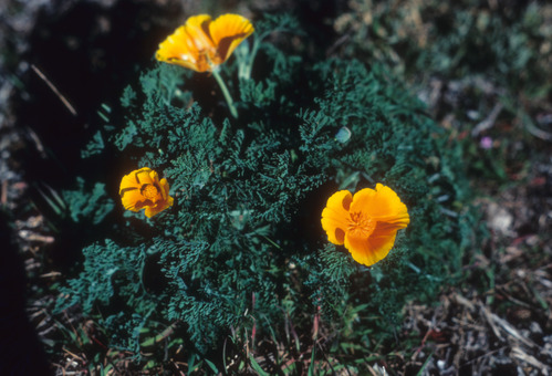 Island Poppies