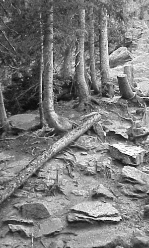 Documentation of Emerald Lake Trail