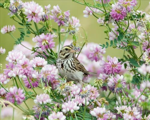 Savannah and white-throated sparrows in Cuyahoga Valley National Park