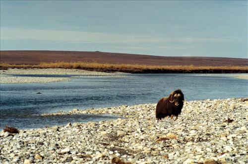 1 Muskoxen in Alaska