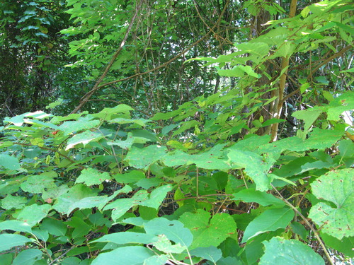 GRSM Accuracy Assessment. Plot Code: GRSM_AA_0939_2