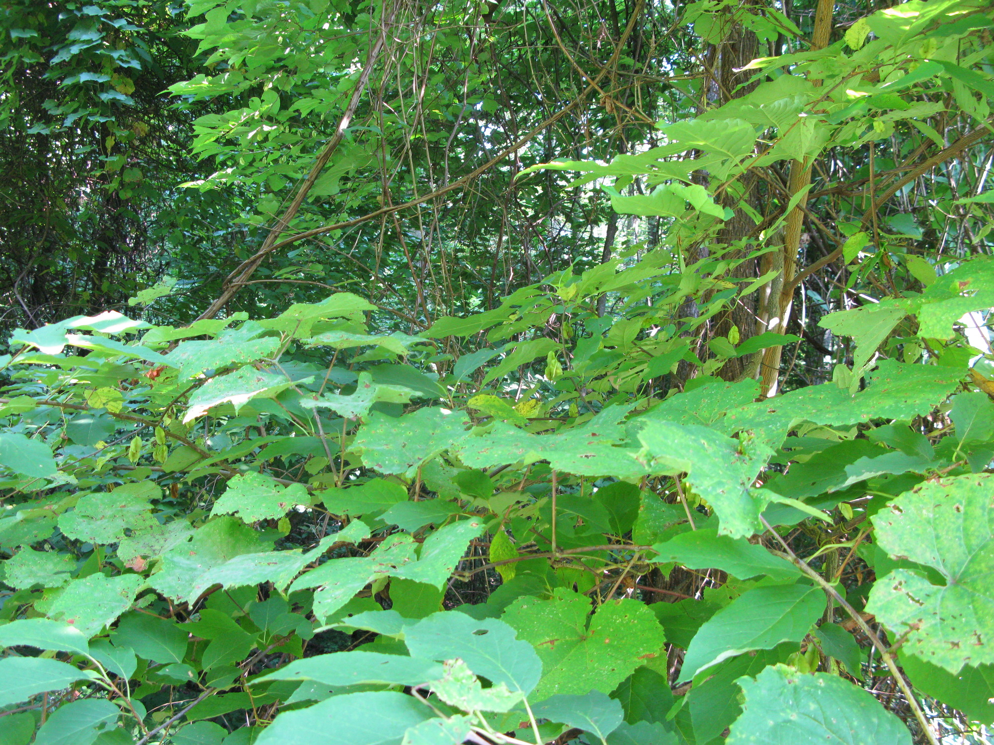 GRSM Accuracy Assessment. Plot Code: GRSM_AA_0939_2