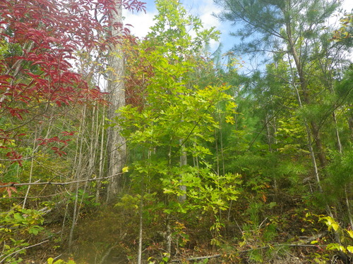 GRSM Accuracy Assessment. Plot Code: GRSM_AA_0588_2