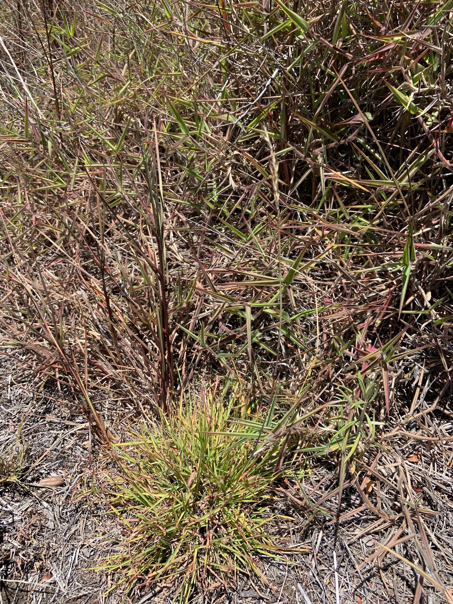 Photo of plant species Bothriochloa macra