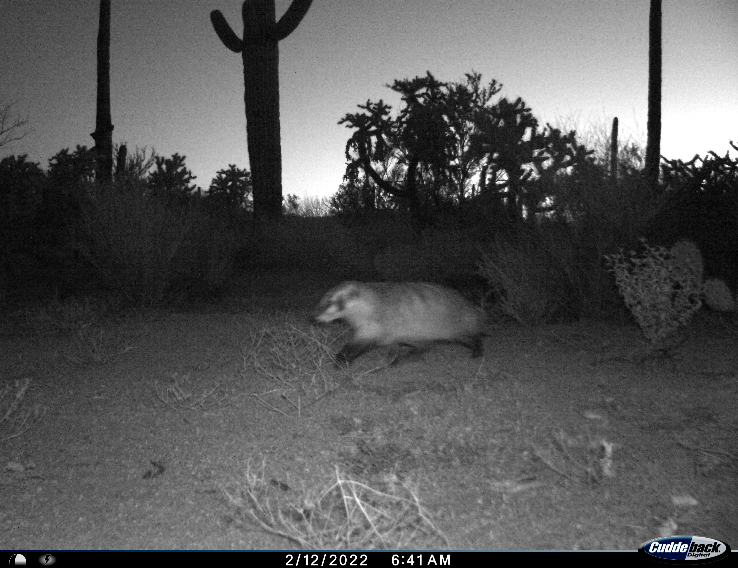 Nighttime photo of badger walking past saguaros and cholla.