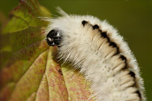 Tussock moth caterpillars in Cuyahoga Valley National Park