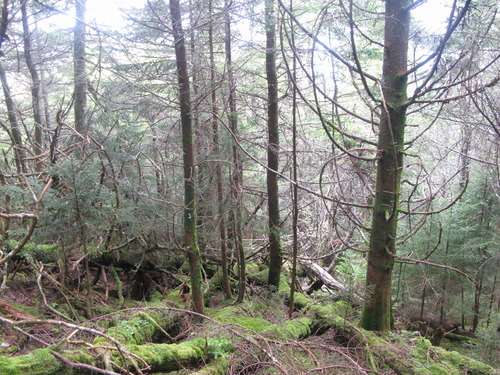 GRSM Accuracy Assessment. Plot Code: GRSM_AA_0592_4