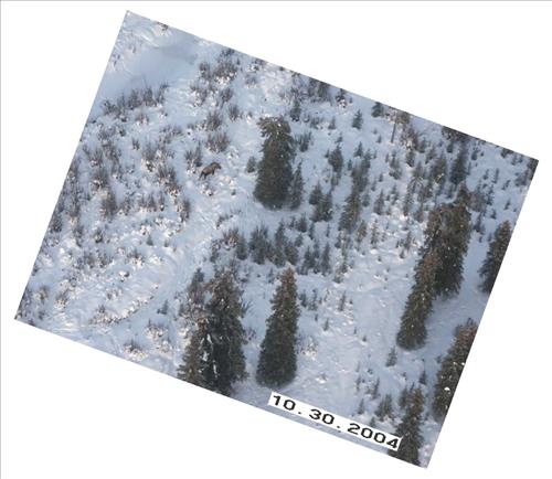 10 Gates of the Arctic National Park and Preserve Koyukuk Moose Survey 2004